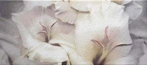 Pamesa Salerno DEC CALAS BLANCO декор 157284