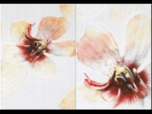 Церсанит Лорена декор крем 50х35