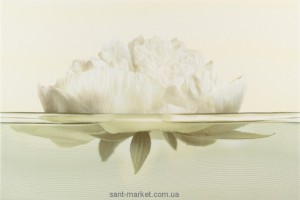 Opoczno Flora декор пивония 30x45